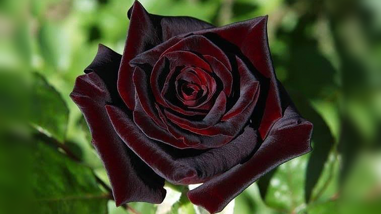 Tr&ecirc;s P&eacute;talas - Com&eacute;rcio de Flores, Lda